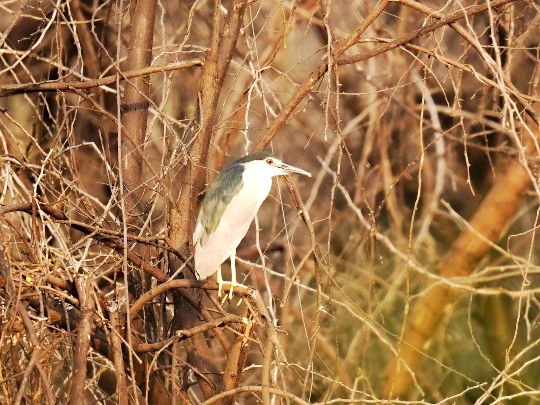Vellode Bird Sanctuary